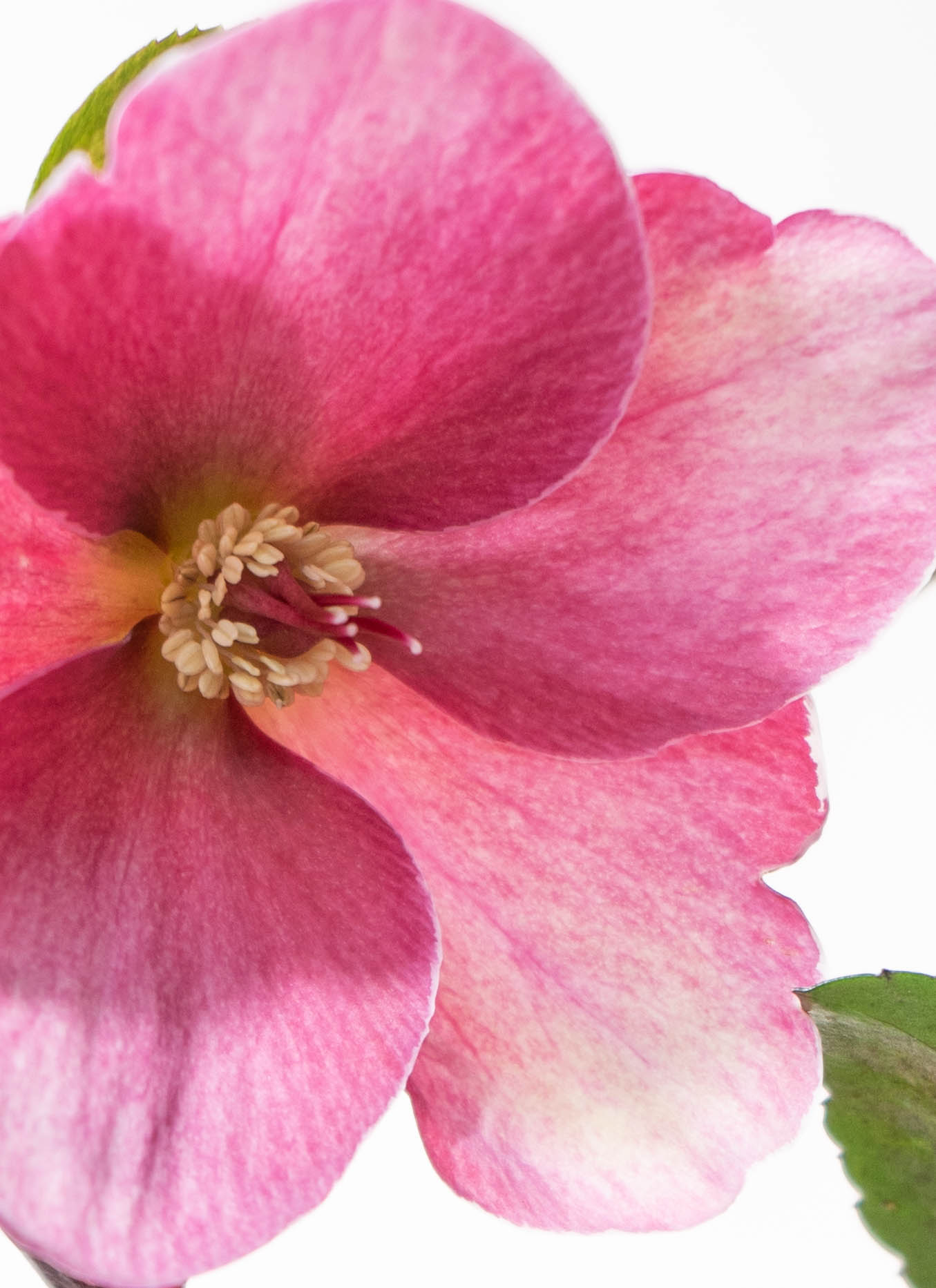 産地直送 クリスマスローズ 氷の薔薇 ブルネロ 5号 ブラウンバスケット