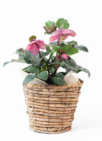 ds-giardino-christmasrose-