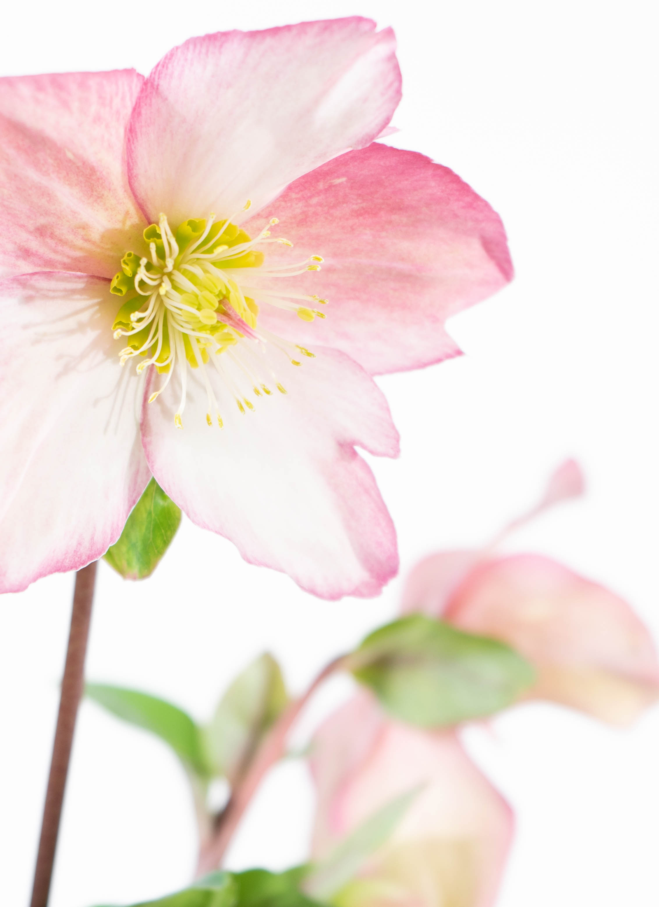 産地直送 クリスマスローズ 氷の薔薇 ローズ 5号 ウッドポッド／栃木