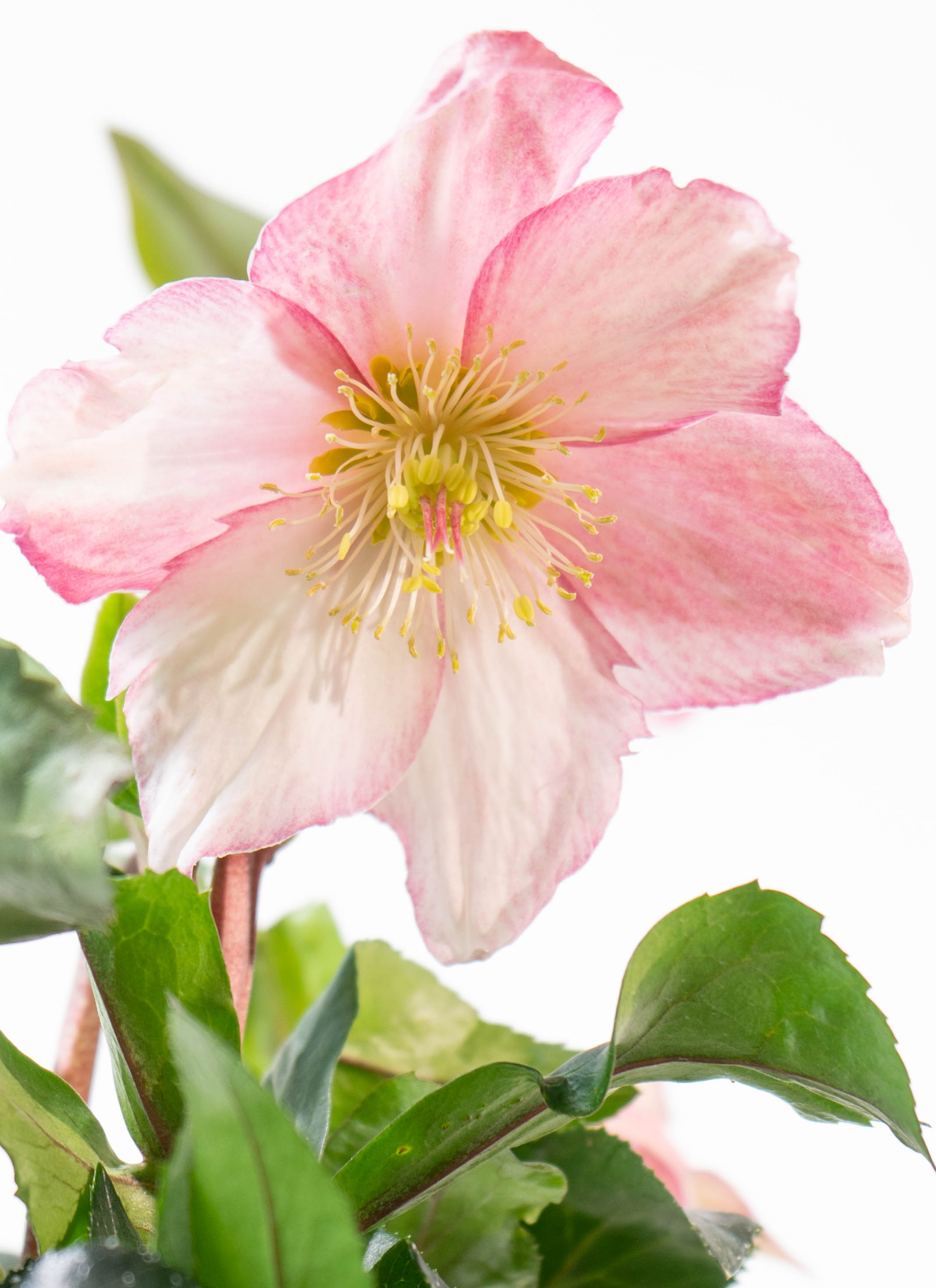 産地直送 クリスマスローズ 氷の薔薇 ローズ 5号 ウッドポッド／栃木