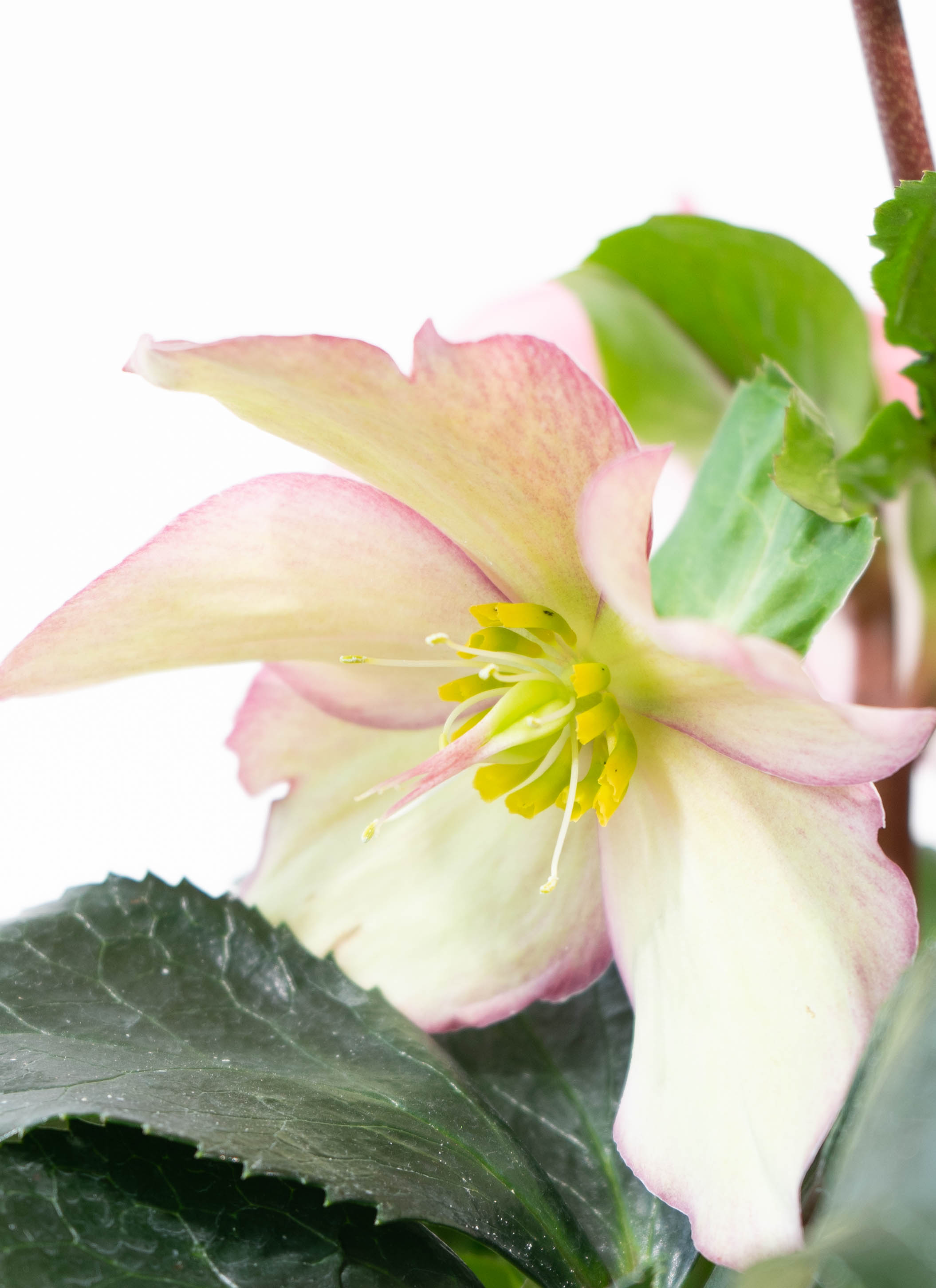 産地直送 クリスマスローズ 氷の薔薇 ローズ 5号 ウッドポッド／栃木