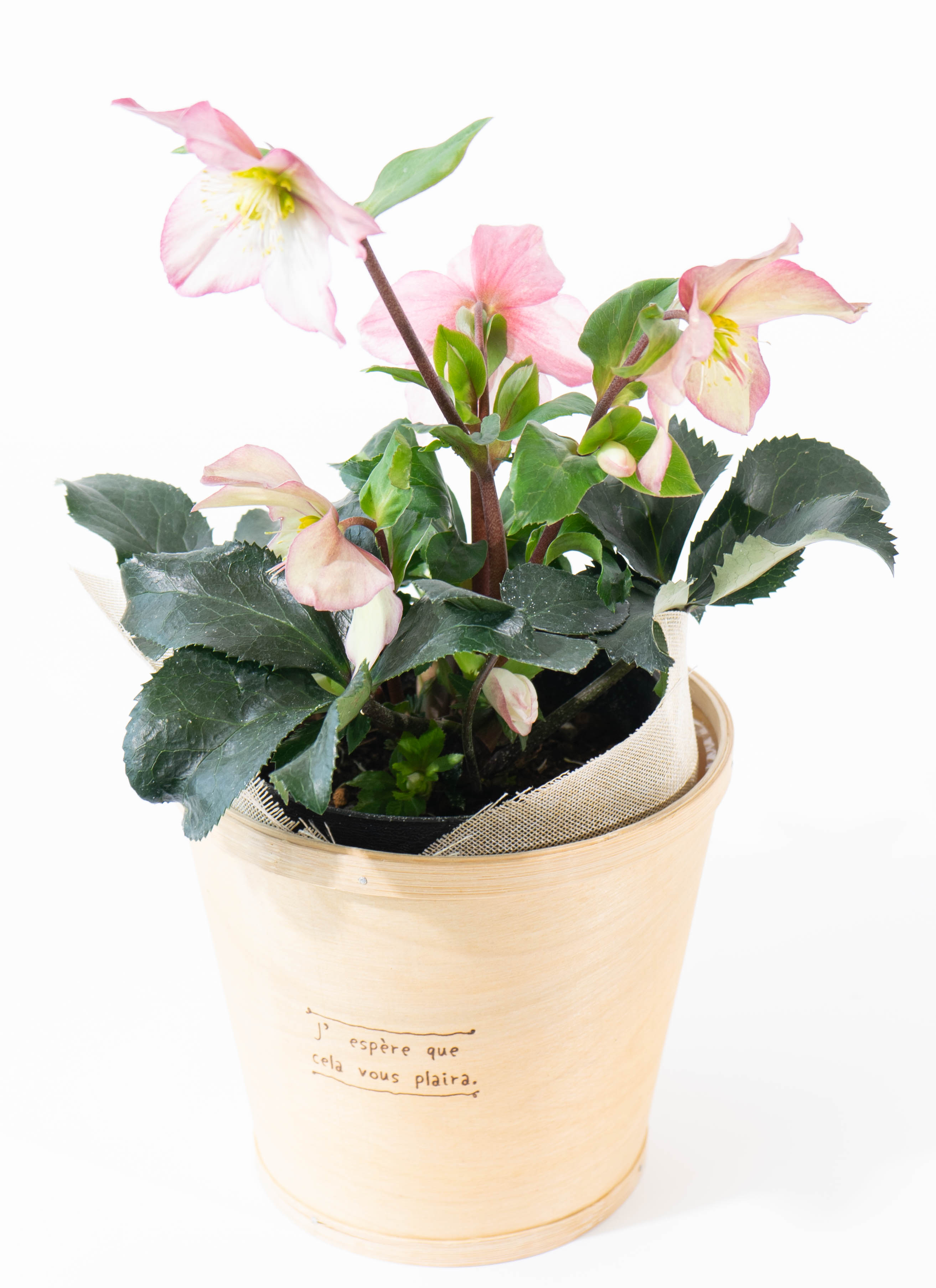 産地直送 クリスマスローズ 氷の薔薇 ローズ 5号 ウッドポッド／栃木