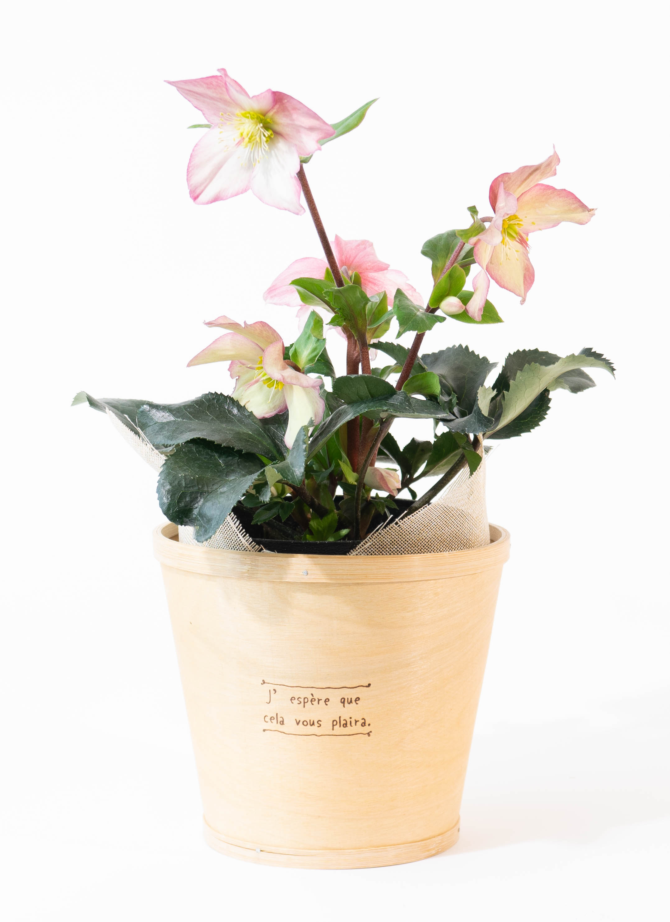 産地直送 クリスマスローズ 氷の薔薇 ローズ 5号 ウッドポッド／栃木