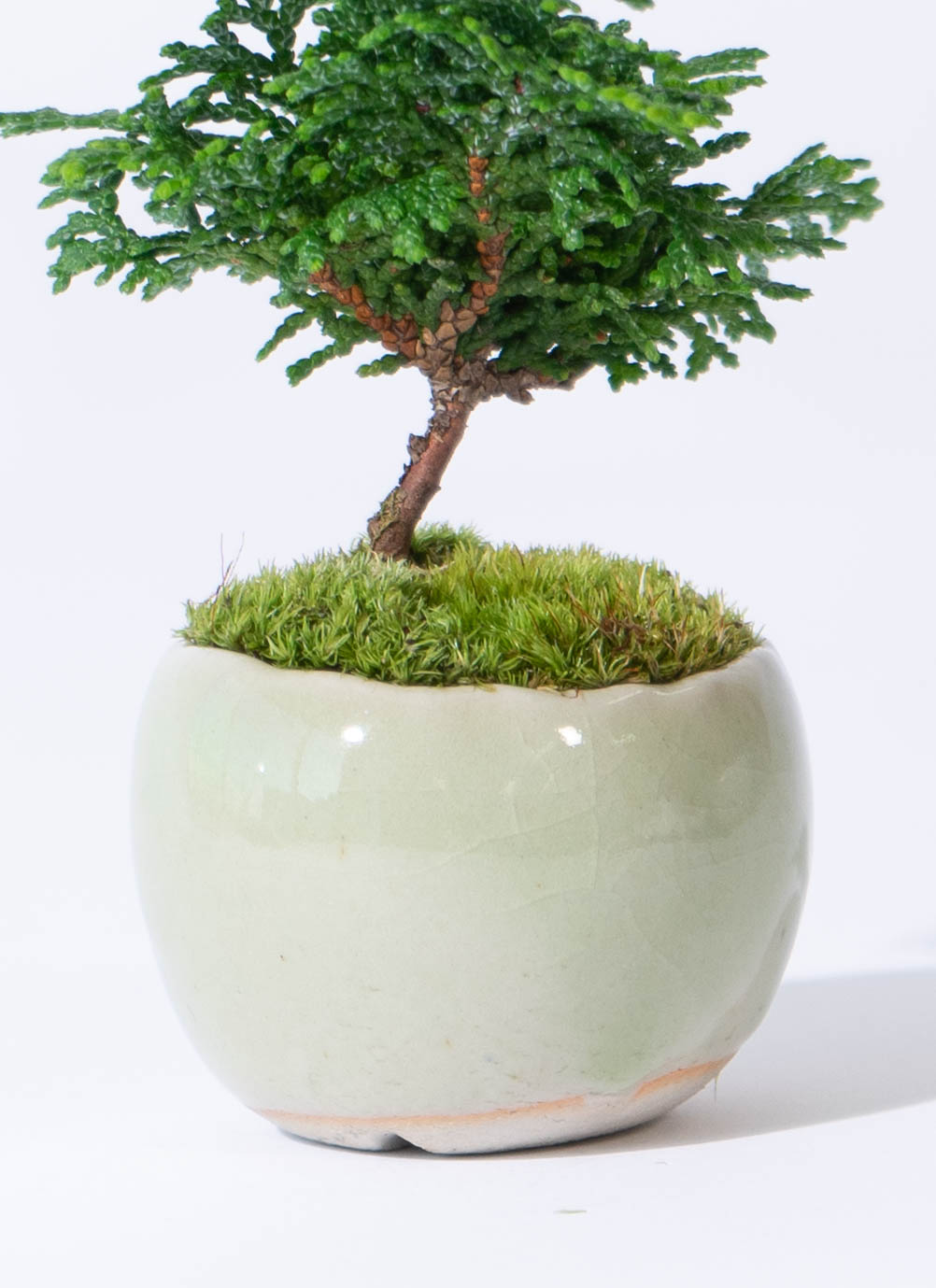 駿河山正作　紫砂　朱泥　猪刻　小さな植木鉢　盆栽鉢　V　R8834 駿河山正作 紫砂 朱泥 猪刻 小さな植木鉢 盆栽鉢 V R8834 駿河