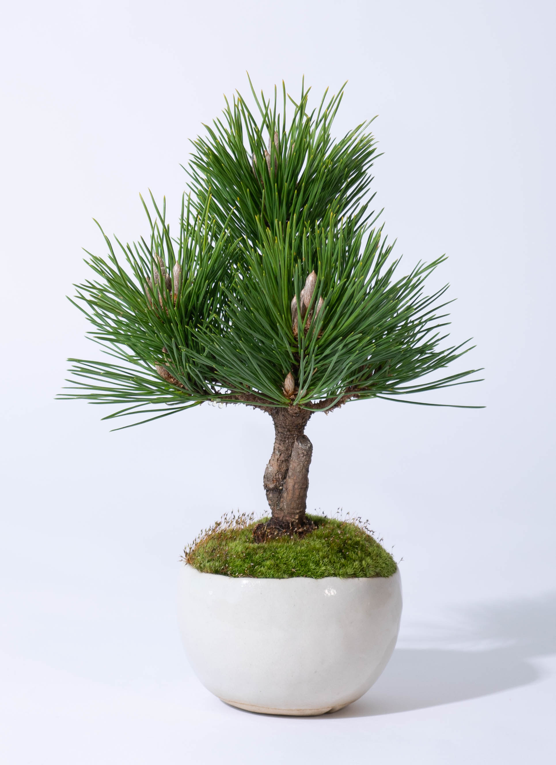 産地直送 盆栽 寿松 3Lサイズ 鉢色 白／山形 石木花からお届け | 盆栽