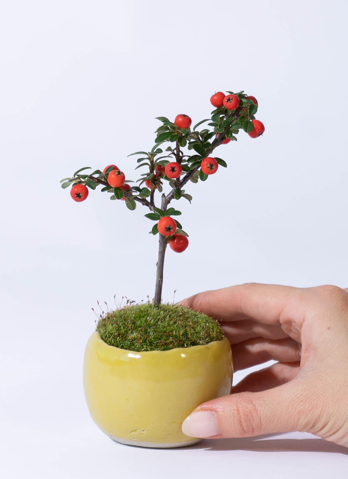 産地直送 盆栽 カマツカコケモモ Mサイズ 鉢名 Palm：M 鉢色 檸檬