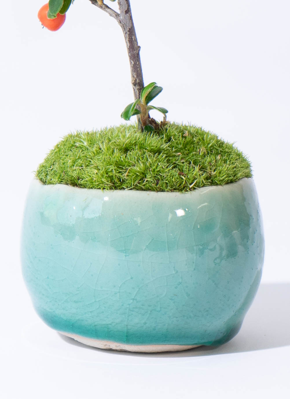 産地直送 盆栽 カマツカコケモモ Mサイズ 鉢色 氷青（受け皿セット