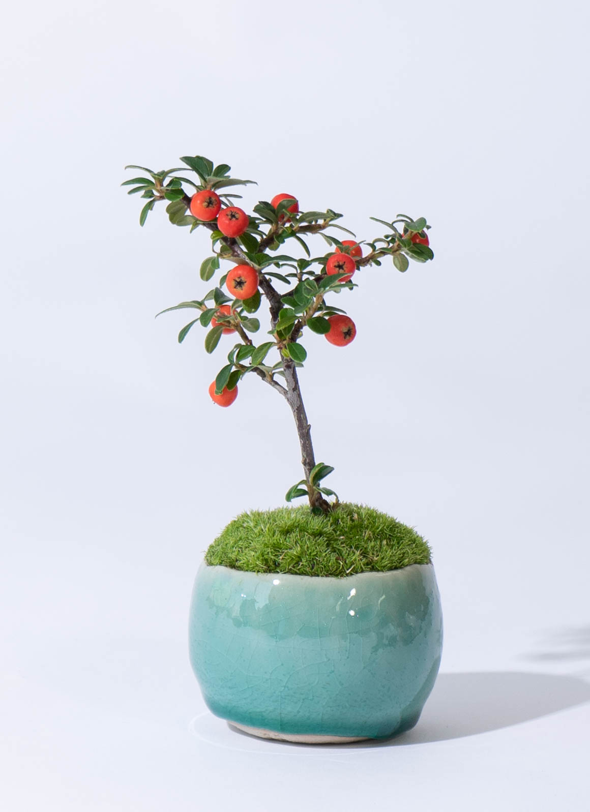 産地直送 盆栽 カマツカコケモモ Mサイズ 鉢色 氷青（受け皿セット