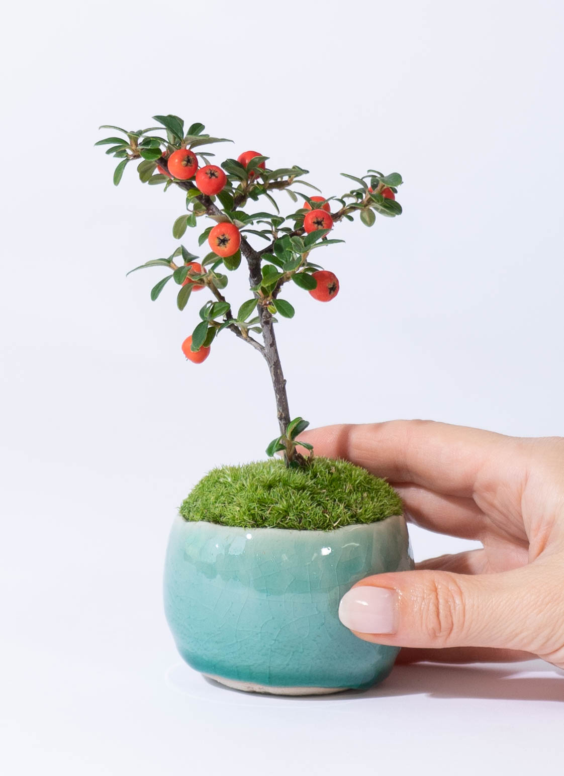 産地直送 盆栽 カマツカコケモモ Mサイズ 鉢色 氷青（受け皿セット