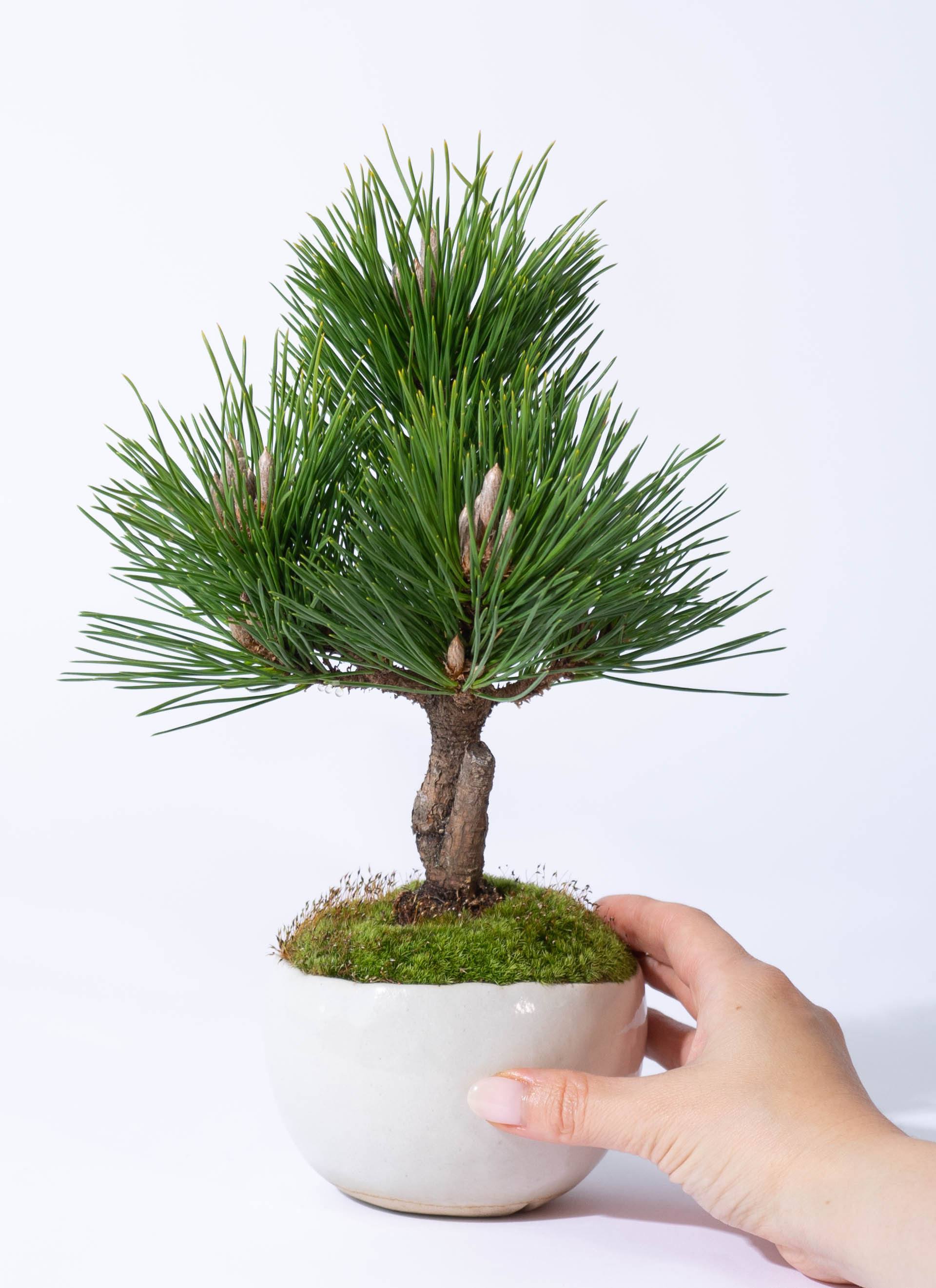 産地直送 盆栽 寿松 3Lサイズ 鉢色 白／山形 石木花からお届け | 盆栽