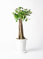 chinese-banyan-panda-3_0001.