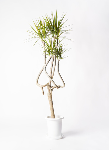 ［現品］法人価格　A ドラセナ　コンシンネ　龍　曲がり　8号　観葉植物　大型 現品］ドラセナ コンシンネ 龍 曲がり 8号 観葉植物 大型 室内