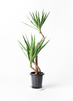 【現品】ユッカ・ブランチ　曲がり　8号　黒鉢　（2） ユッカ 8号 | 観葉植物 | インテリアやギフトに - Hitohana