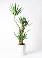観葉植物 ユッカ 10号 曲り ファイバークレイGray 付き | 観葉植物なら