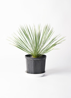 観葉植物 ユッカ 8号 ロストラータ プラスチック鉢 | 観葉植物