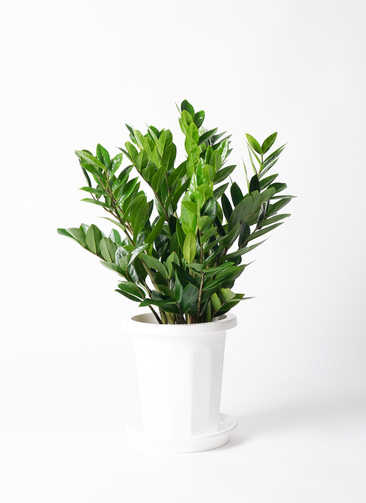 マイソルヤハズカズラ。花。観葉植物。鉢ごと無料で発送致します。 マイソルヤハズカズラ。花。観葉植物。鉢ごと無料で発送致します