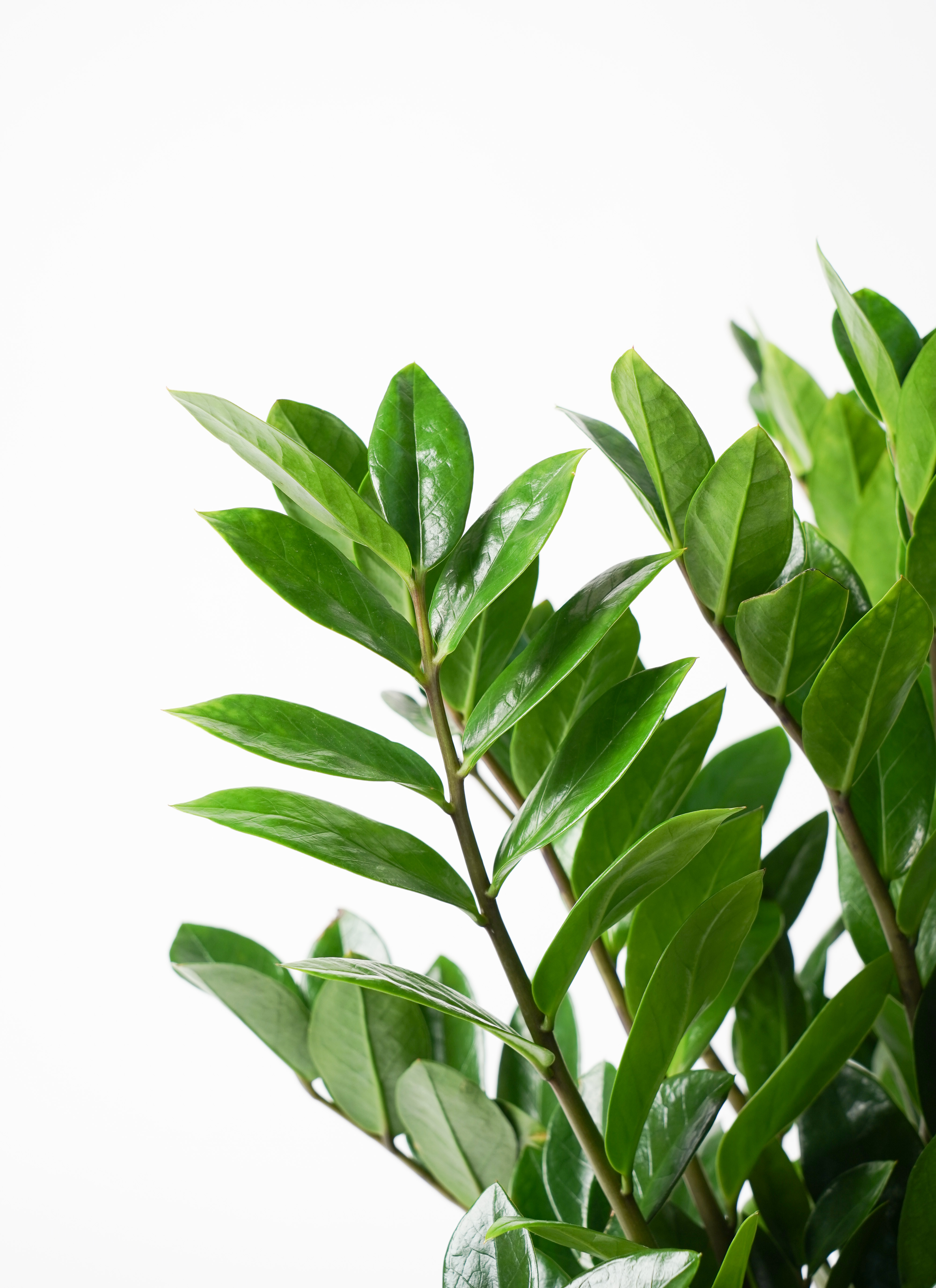 観葉植物 ザミオクルカス 8号 アートストーン ラウンド PASTEL MINT