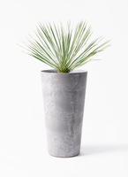 yucca-rostrata-49_1.jpg?1703750299