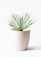 観葉植物 ユッカ 8号 ロストラータ プラスチック鉢 | 観葉植物