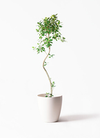 ficus-rubiginosa-magari-221_1.