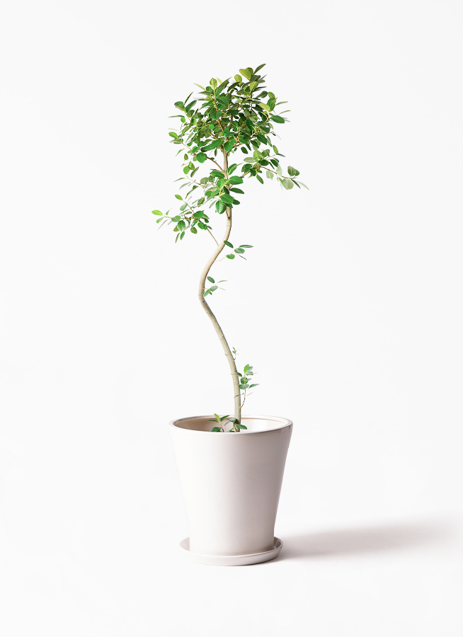 観葉植物 フランスゴムの木 10号 曲り サブリナ 白 付き | 観葉