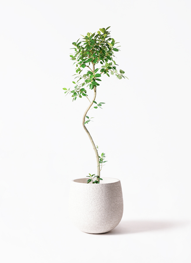 観葉植物 フランスゴムの木 10号 曲り フェルム シリンダー オリーブ