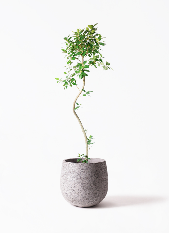 観葉植物 フランスゴムの木 10号 曲り ラスターポット 付き