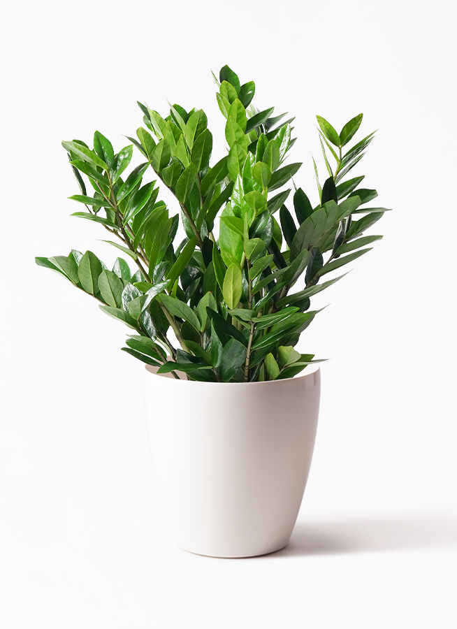 観葉植物 ザミオクルカス 8号 アートストーン ラウンド ブラック 付き