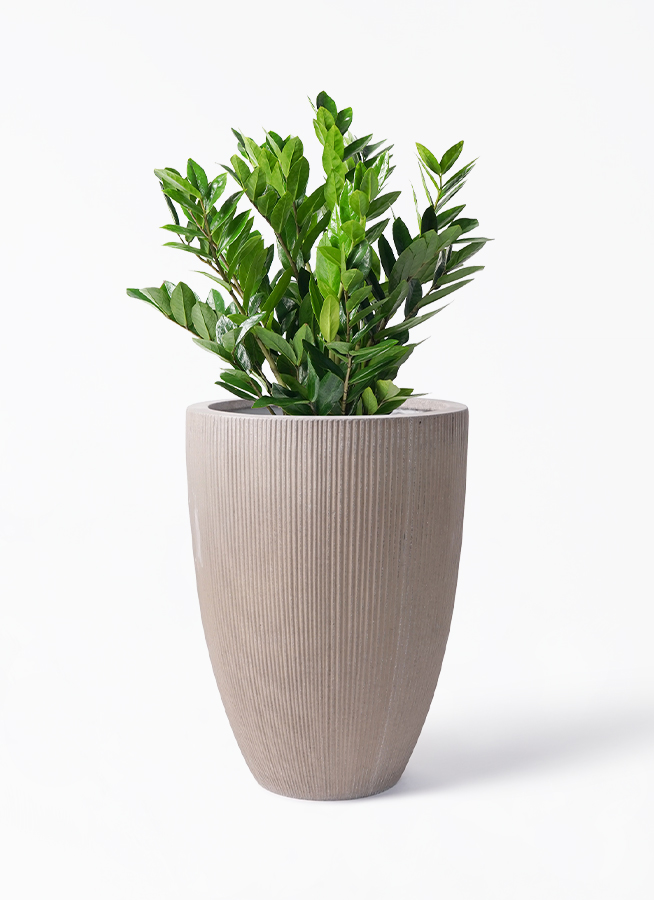 観葉植物 ザミオクルカス 8号 リブラ モノ ブラウン 付き | 観葉植物