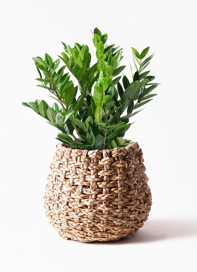 その他観葉植物 SHU その他観葉植物 SHU 観葉植物の販売・ギフトならフラワー
