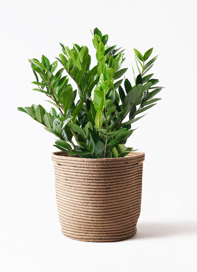 観葉植物 ザミオクルカス 8号 アートストーン ラウンド ブラック 付き