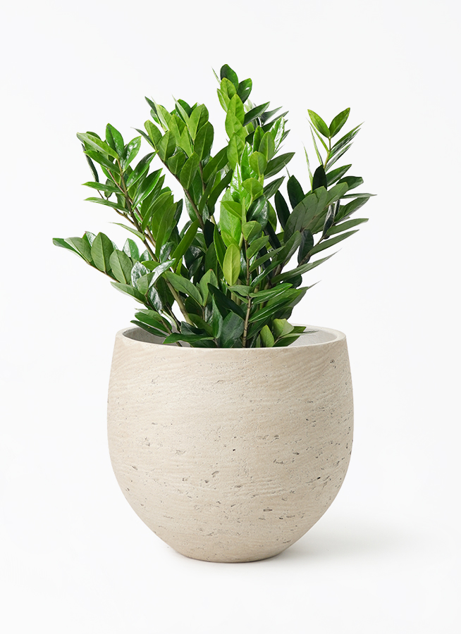 ザミオクルカス 8号 | 観葉植物の通販ならHitoHana（ひとはな）