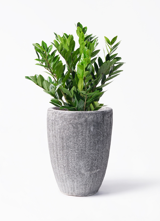 ザミオクルカス 8号 | 観葉植物の通販ならHitoHana（ひとはな）