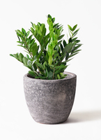 観葉植物 ザミオクルカス 8号 プラスチック鉢 | 観葉植物ならHitoHana
