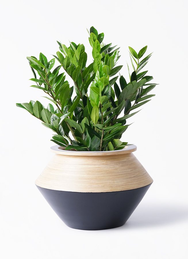 ザミオクルカス 8号 | 観葉植物の通販ならHitoHana（ひとはな）
