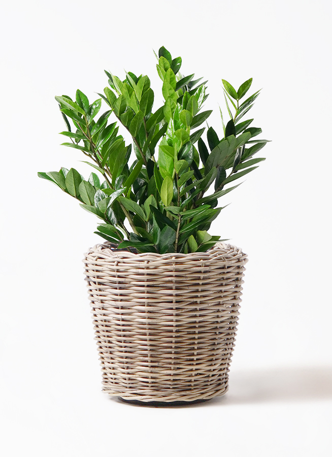 ザミオクルカス 8号 | 観葉植物の通販ならHitoHana（ひとはな）