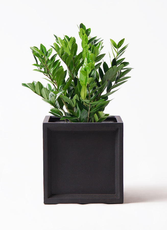 ザミオクルカス ザミオクルカス 8号 | 観葉植物の通販ならHitoHana（ひとはな）