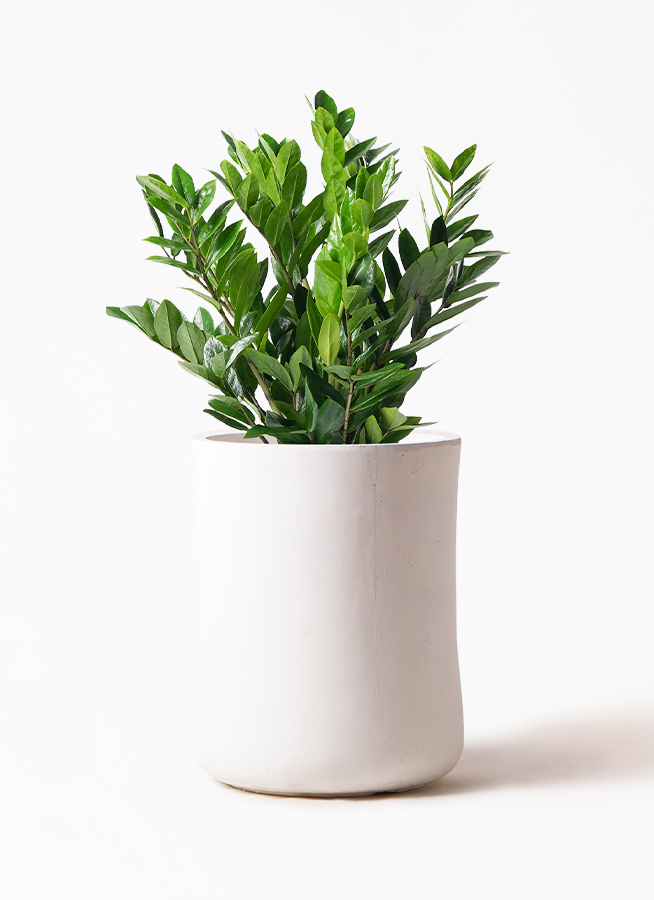観葉植物 ザミオクルカス 8号 バスク ミドル ホワイト 付き | 観葉植物