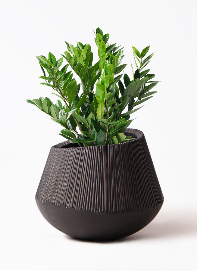 観葉植物 ザミオクルカス 8号 エディラウンド 黒 付き | 観葉植物なら