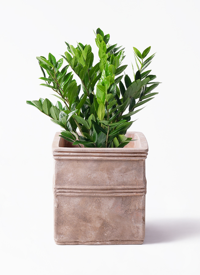 ザミオクルカス 8号 | 観葉植物の通販ならHitoHana（ひとはな）