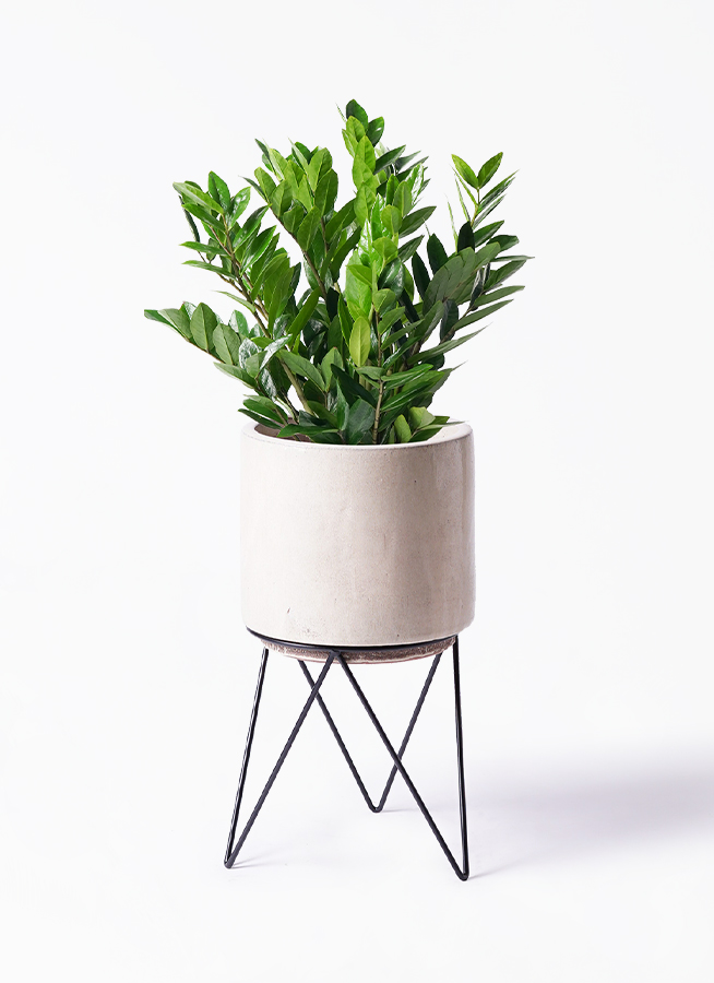 ザミオクルカス 8号 | 観葉植物の通販ならHitoHana（ひとはな）