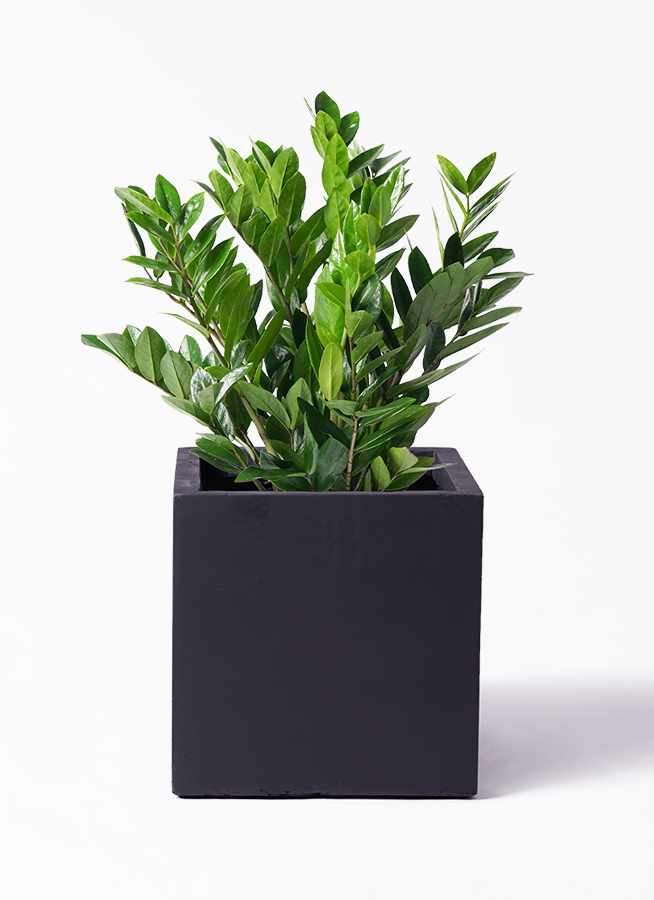 ザミオクルカス 8号 | 観葉植物の通販ならHitoHana（ひとはな）
