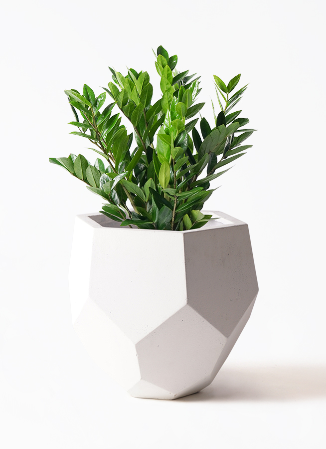 ザミオクルカス 8号 | 観葉植物の通販ならHitoHana（ひとはな）