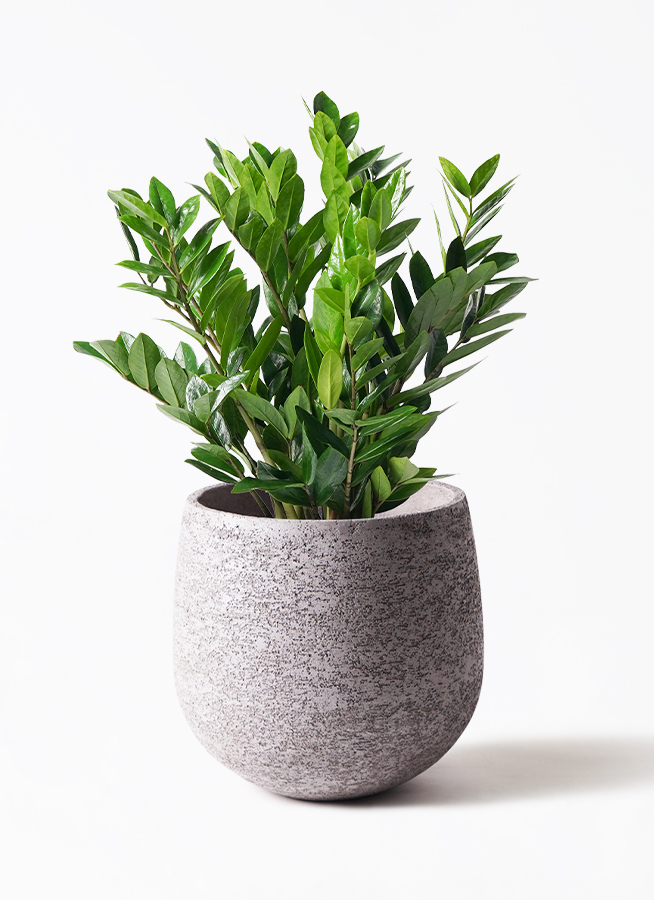 ザミオクルカス 8号 | 観葉植物の通販ならHitoHana（ひとはな）