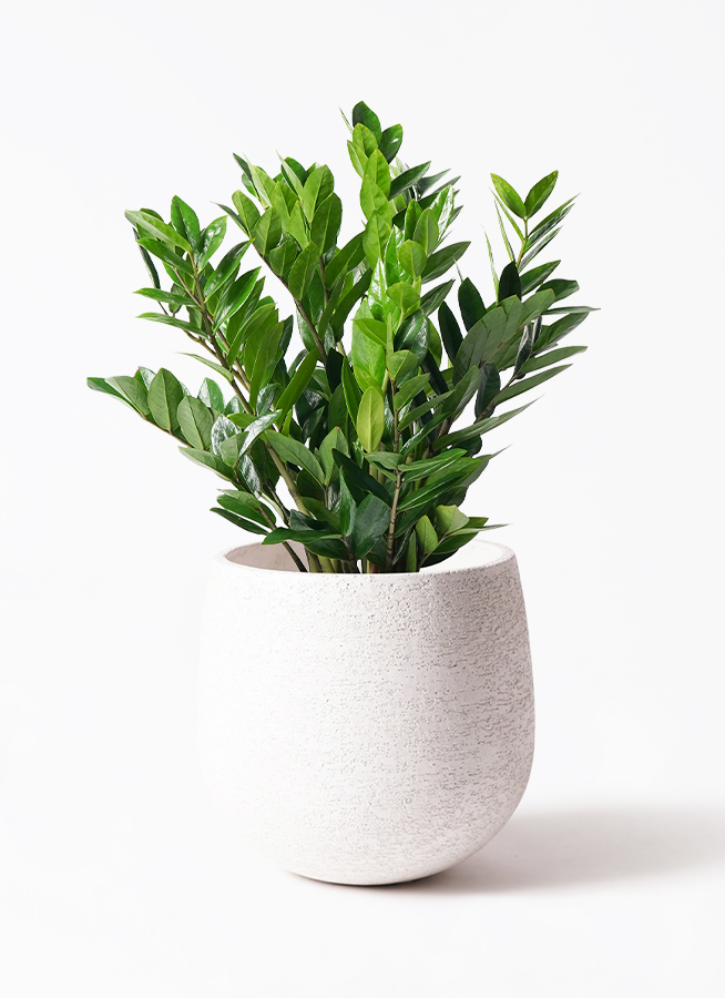 観葉植物 ザミオクルカス 8号 プラスチック鉢 | 観葉植物ならHitoHana