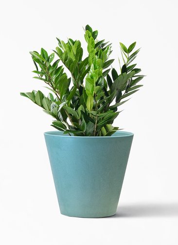 zamioculcas-102_1.jpg?1703750665