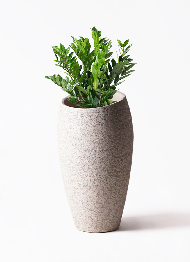ザミオクルカス 8号 | 観葉植物の通販ならHitoHana（ひとはな）