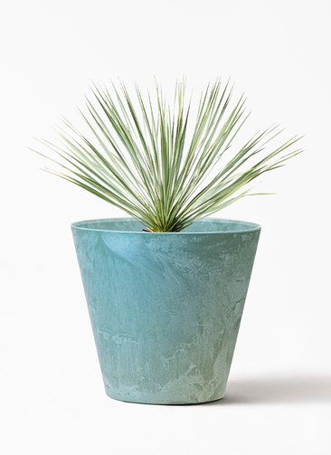 ユッカ　ロストラータ　【現品】 ☆希少☆ 観葉植物　大型 ユッカ・ロストラータ【観葉植物 10号鉢：リビングやオフィス