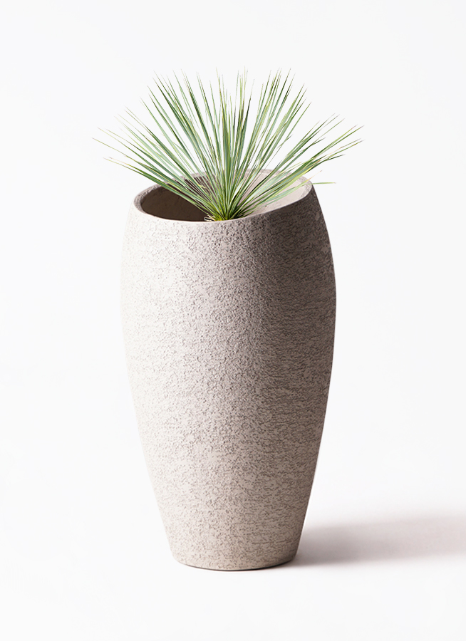 観葉植物 ユッカ 8号 ロストラータ プラスチック鉢 | 観葉植物なら