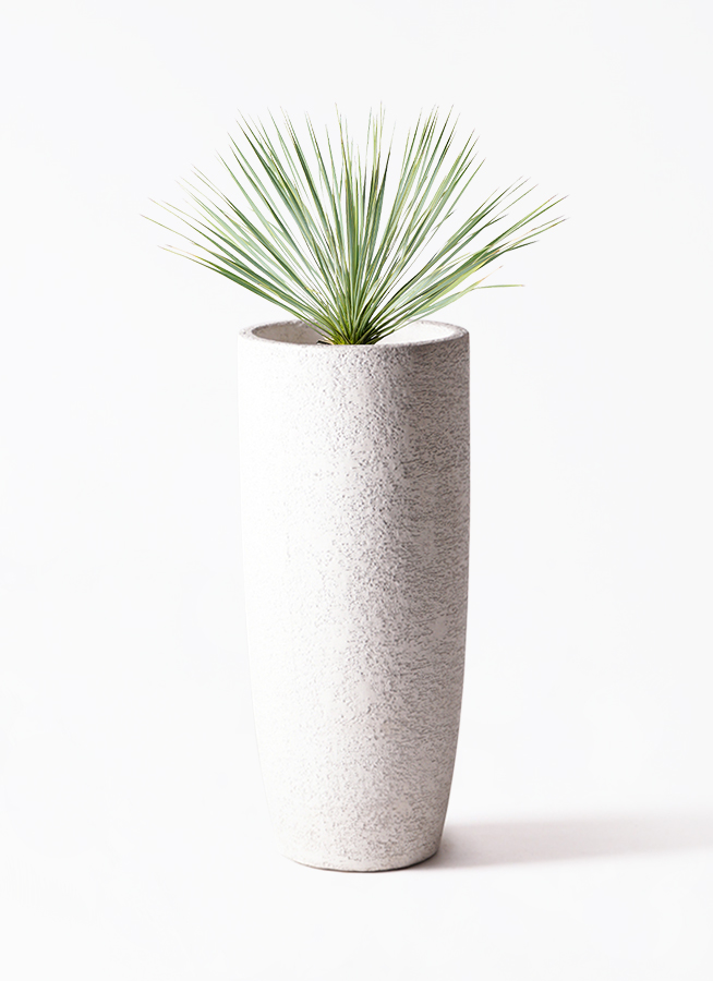 観葉植物 ユッカ 8号 ロストラータ プラスチック鉢 | 観葉植物